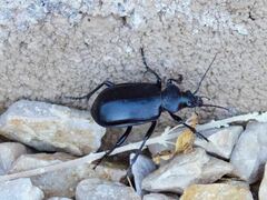 Calosoma