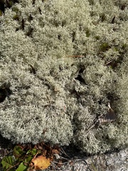 Cladonia