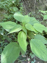 Boehmeria cylindrica