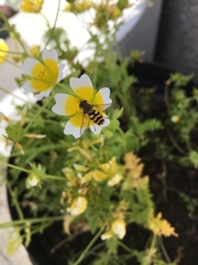 Syrphus