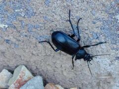 Calosoma