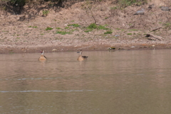 Amazonetta brasiliensis