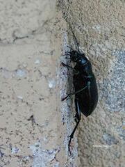 Calosoma
