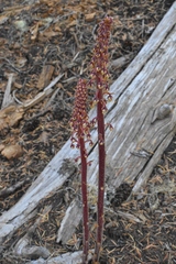 Pterospora andromedea