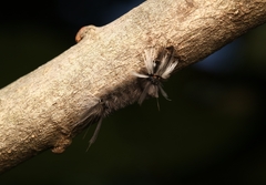 Lymantriinae