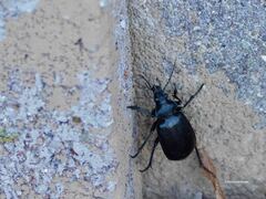 Calosoma