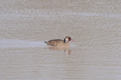 Amazonetta brasiliensis
