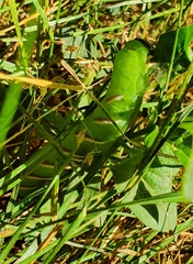 Sphinx ligustri