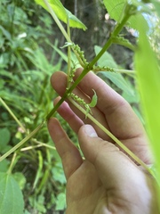 Boehmeria cylindrica