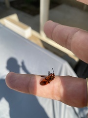 Spilostethus pandurus