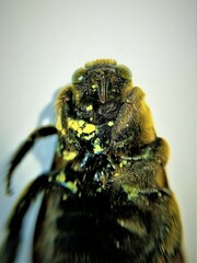 Xylocopa pubescens