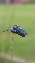 Thyreus himalayensis