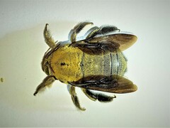 Xylocopa pubescens