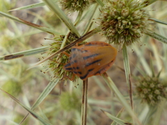Graphosoma semipunctatum creticum