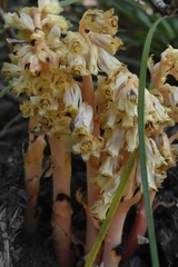 Monotropa hypopitys
