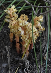 Monotropa hypopitys