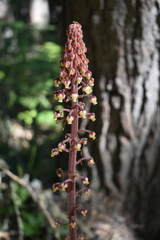 Pterospora andromedea