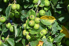 Malus sylvestris