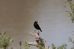 Hymenops perspicillatus