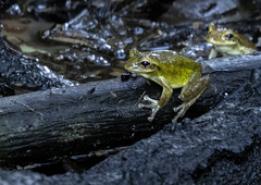 Osteopilus septentrionalis