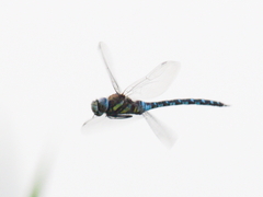 Aeshna mixta