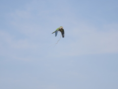Myiopsitta monachus