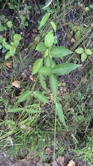 Vincetoxicum hirundinaria