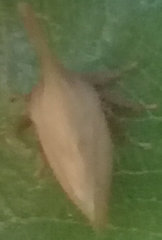 Enchenopa squamigera