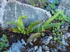 Polystichum lonchitis
