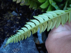 Polystichum lonchitis