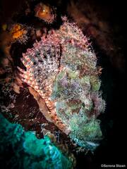 Scorpaenopsis oxycephalus