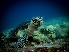 Eretmochelys imbricata