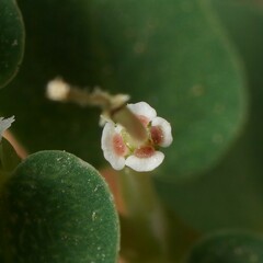 Euphorbia chamaesyce