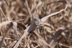 Burnsius orcynoides