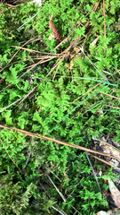 Thuidium delicatulum