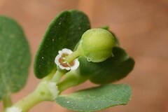 Euphorbia chamaesyce