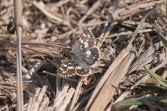 Burnsius orcynoides