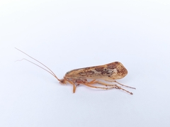 Limnephilus