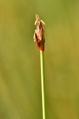 Eleocharis quinqueflora