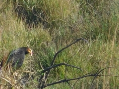 Cathartes burrovianus