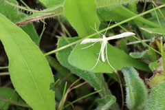 Pterophorinae