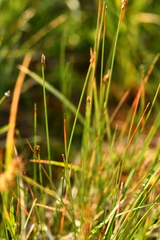 Eleocharis quinqueflora