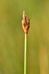 Eleocharis quinqueflora