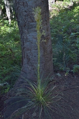 Xerophyllum tenax