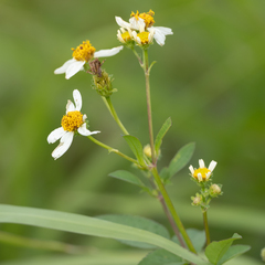 Bidens alba