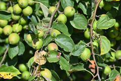 Malus sylvestris