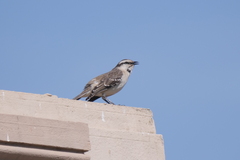 Mimus saturninus