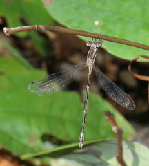Lestes australis