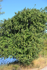 Malus sylvestris