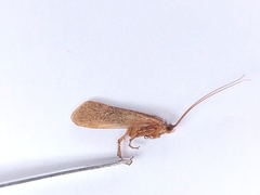 Limnephilus